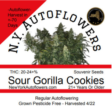 Sour Gorilla Cookies
